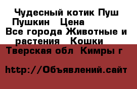 Чудесный котик Пуш-Пушкин › Цена ­ 1 200 - Все города Животные и растения » Кошки   . Тверская обл.,Кимры г.